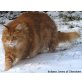 U-Wurf of Sherokee (MIT Stammbaum), Maine Coon - Kater