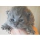 U .? of Jesscor Cats , Perser - Katze