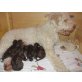 U- of bitches brew, Lagotto Romagnolo Welpen - Rüde