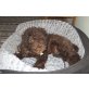 UCCELLO of bitches brew, Lagotto Romagnolo Welpen - Rüde