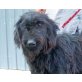 ULURU, Riesenschnauzer Mix - Rüde
