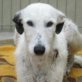 UNKAS, Großer Rauhaargalgo,kastriert,2-3 Jahre - Rüde