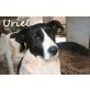 URIEL.. ein toller Hund mit Herz!, Mischling - Rüde