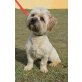 URO, Malteser-Tibett Terrier Mischling - Rüde