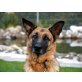 URSEL, Schäferhund - Hündin