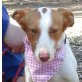 URSULA, Podenco-Andaluz - kastriert - Hündin