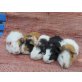 US-TEDDY´S und GLATTHAAR BABY´S