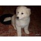 USKO, kl.Kuschelbär sucht seine Menschen/Mischling Welpen - Rüde