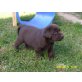 Ublander, Labrador Retriever Welpen - Rüde