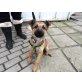 Ublu, Süsser SchäferhundMix Welpen - Rüde
