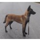 Ubo, Malinois - Rüde
