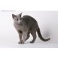 Udales, Russisch Blau - Kater