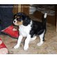 Udine von Ebenthal, Cavalier King Charles Spaniel Welpen - Hündin