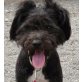 Uga ist eine knuffige Hundedame, Mischling - Hündin