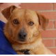 Uhu, Pinscher Mix - Rüde