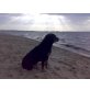 Ulani, Rottweiler - Hündin
