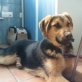 Ulises toller Junghund sucht nettes Zuhause, Schäferhund Mischling Welpen - Rüde