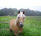 Ulla, Haflinger - Stute