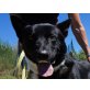 Ulli, Schäferhund - Rüde