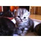 Ulliana Usamba Urania, Britisch Kurzhaarkatze - Katze