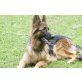 Ulme von den Leinewiesen, Deutscher Schäferhund - Hündin