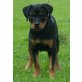 Ulmo, Rottweiler Welpen - Rüde