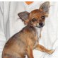 Ulrike, Chihuahua kurzhaariger Schlag - Hündin