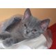 Ulrique Minou de Vienne, Chartreux - Kater