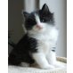 Ulv, Norwegische Waldkatze - Kater