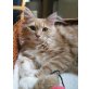 Ulysse - süsses Mädchen..., Maine Coon - Katze