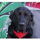 Ulysses - NOTFALL!!!, Herdenschutzhund-Mischling, kastriert - Rüde