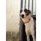 Uma  60 cm, liebevoller Galgo - Hündin