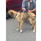 Uma, Kangal-Mix (lieb) - Hündin