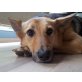 Uma, Schäferhundmischling, jung und verspielt - Hündin
