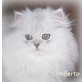 Umberto, Perser - Kater