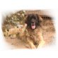Umbra, Leonberger - Hündin