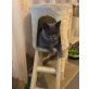 Umishka, Britisch Kurzhaarkatze - Katze