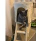 Umishka, Britisch Kurzhaarkatze - Katze