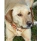 Una, Labrador Mischling - Hündin