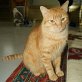 Unai, Europäische Kurzhaarkatze - Kater