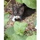 Unbekannt - Kater