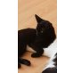 Unbekannt  - Katze