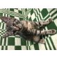 Unbekannt - Katze