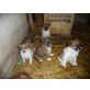 Unbekannt und Jack Russel Welpen - Rüde
