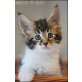 Unbreak my Heart, Maine Coon - Kater