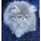 Unchaned Melody of Jesscor Cats, Perser - Katze
