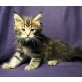 Uncle Sam, Maine Coon - Kater