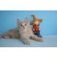 Undercover A Star Coon, Maine Coon - Kater