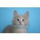Undercover Agent , Maine Coon - Kater