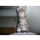 Undercover, Maine Coon - Kater